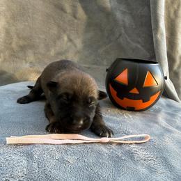 Macadamia - Red sable female Belgian Malinois puppy in Sheridan, Arkansas from Dark Sky Kennels