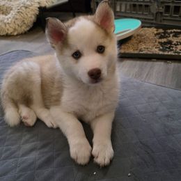 Macchiato - Red and white male Pomsky puppy in Spokane, Washington from CJ White's Poms and Pomskies