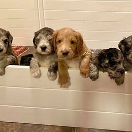 Goldendoodle Puppies from Dandy Doodles