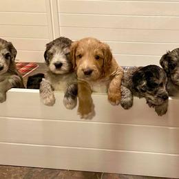 Goldendoodle Puppies from Dandy Doodles