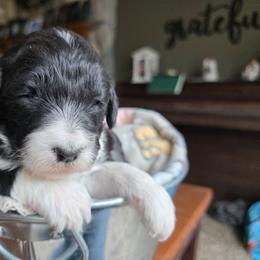 Lily - Black and white female Bernedoodle puppy in Blackfoot, Idaho from Draper Mountain Doodles
