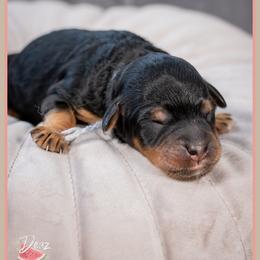 Rex - Black male Bernedoodle puppy in Connersville, Indiana from Deaz Doodle Ranch