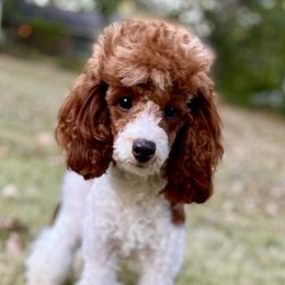 McKenzie - Poodle