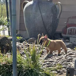 French Bulldog Puppies from Miller Frenchie Farm