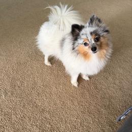 Sissy - Blue merle female Pomeranian puppy in Visalia, California from Exotic_fresita_poms