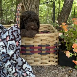 Labradoodle Puppies from Dotsie's Doodles