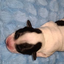 Maltipoo and Shihpoo Puppies from Cuddable Pups