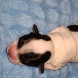 Maltipoo and Shihpoo Puppies from Cuddable Pups