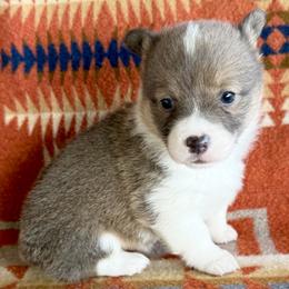 Poppy - Sable female American Corgi puppy in Okeechobee, Florida from HotShot Kennels