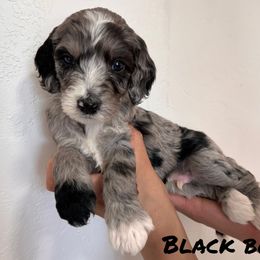 Boy 2 - Goldendoodle puppy in Modesto, California from Two Doods Doodles