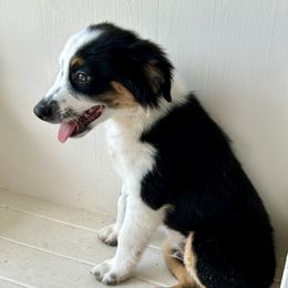 Sunny - Black tri male Miniature Australian Shepherd puppy in Port Saint Lucie, Florida from Charlene Brannon's Mini Australian Shepherds