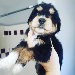 Aussiedoodles from Puppy by Design
