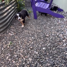 Miniature American Shepherd Puppies from Moonlight Trail Aussies