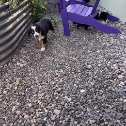 Miniature American Shepherd Puppies from Moonlight Trail Aussies