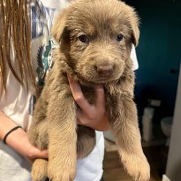 Black girl - Blue female German Shepherd puppy in Tipp City, Ohio from Urekar Haus