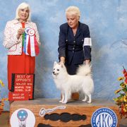 American Eskimo Dogs from Bon Temps Eskies