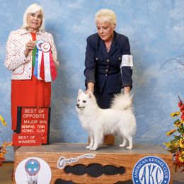 American Eskimo Dogs from Bon Temps Eskies