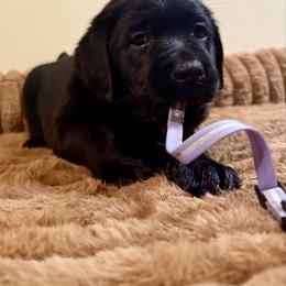 Purple Girl - Black female Labrador Retriever puppy in North Pole, Alaska from Mulberry Retrievers