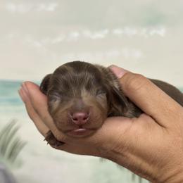 Ghirardelli dapple - Dapple male Dachshund puppy in Lakeland, Florida from Elite Doxies Florida