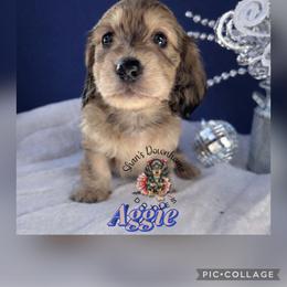 Aggie - Cream male Dachshund puppy in Hockley, Texas from Shans Down Home Doxies