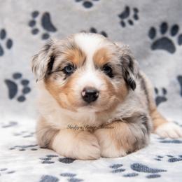 Australian Shepherd, Miniature Australian Shepherd, and Toy Australian Shepherd Puppies from Indigo River Toy & Mini Aussies