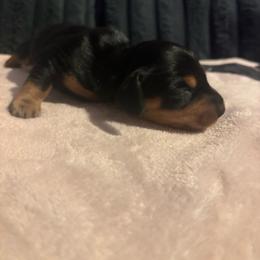 Brian O'Connor - Black and tan male Dachshund puppy in Converse, Texas from JP's South Texas Dachshunds