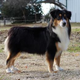 Caddy - Miniature Australian Shepherd