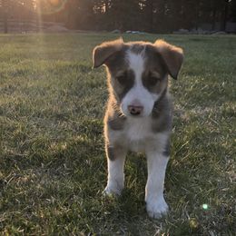 Border Collie Puppies from Simcoe Foothills Farm