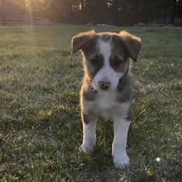 Border Collie Puppies from Simcoe Foothills Farm