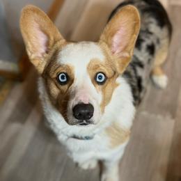 Milo - Pembroke Welsh Corgi
