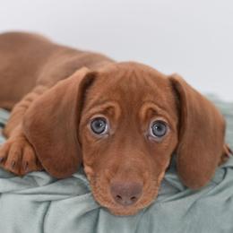 Rusty AKC - Red male Dachshund puppy in Coweta, Oklahoma from Sunnyside Dachshunds