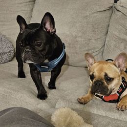French Bulldog Puppies from FOSTERS FRENCHIES