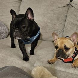 French Bulldog Puppies from FOSTERS FRENCHIES