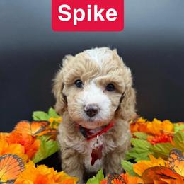 Spike- Red Collar - Apricot male Goldendoodle puppy in Cape Coral, Florida from Nay Nays Mini Doodles