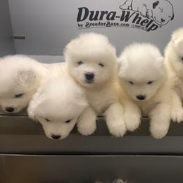 Samoyed Puppies from Kenjo Samoyeds
