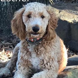 Goldendoodles and Whoodles from Deb’s KY Doodles