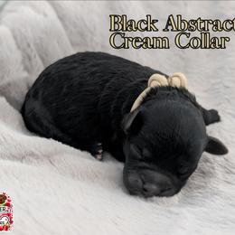 Cream Girl - Black and white female Shihpoo puppy in Rockledge, Florida from Stormie's Doodles