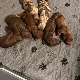 Yondu - blue - Chocolate and tan male Dachshund puppy in Pittsburg, California from Super Hero Dachshunds