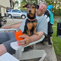 American Hunt Terrier and German Shepherd All Grown Up from Bayou Valley Shepherds and American Hunt Terriers