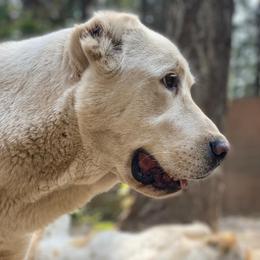 Beyaz - Central Asian Shepherd Dog
