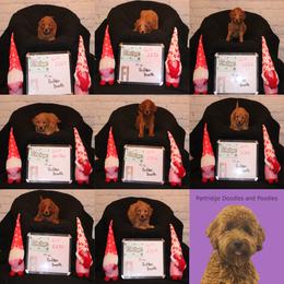 Goldendoodle and Poodle Puppies from Partridge Doodles and Poodles