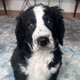 Bernedoodle Puppies from East Coast Bernedoodles