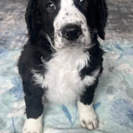 Bernedoodle Puppies from East Coast Bernedoodles