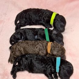 Labradoodle Puppies from Mud Puppies