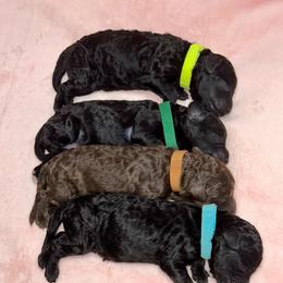 Labradoodle Puppies from Mud Puppies