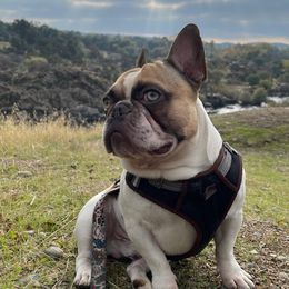 Papa - French Bulldog