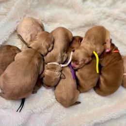 Edgar-Gray - Apricot male Goldendoodle puppy in Casper, Wyoming from 307 Doodles