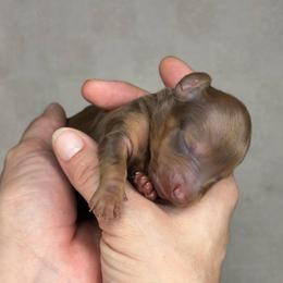 Latte - Red male Dachshund puppy in Homestead, Florida from Redland Dachshund Grove