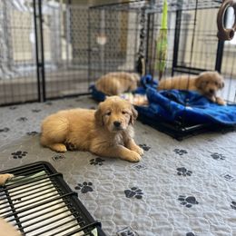 Golden Retriever Puppies from Upstate Revival Retrievers