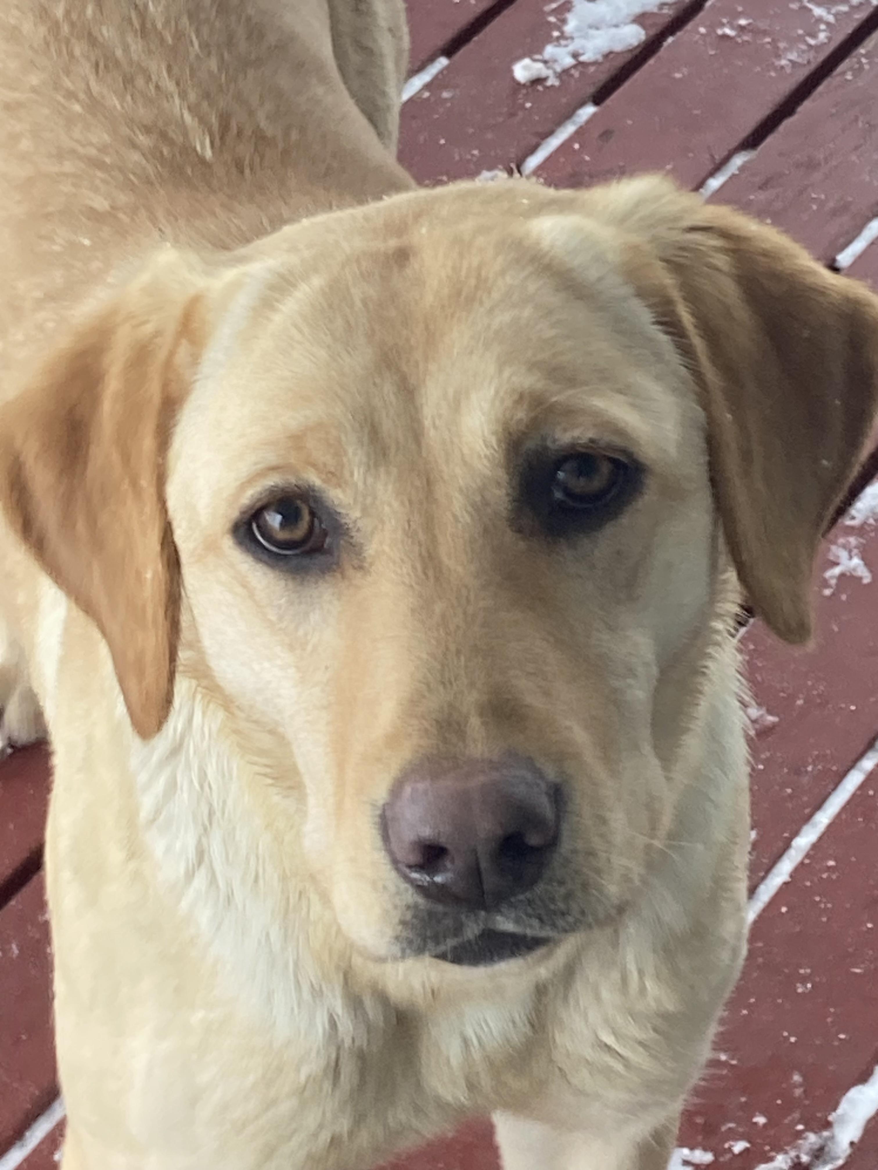 R-Team in South Dakota | Labrador Retriever puppies | Good Dog